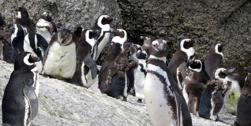 Vacation packages to see Penguins in Chile