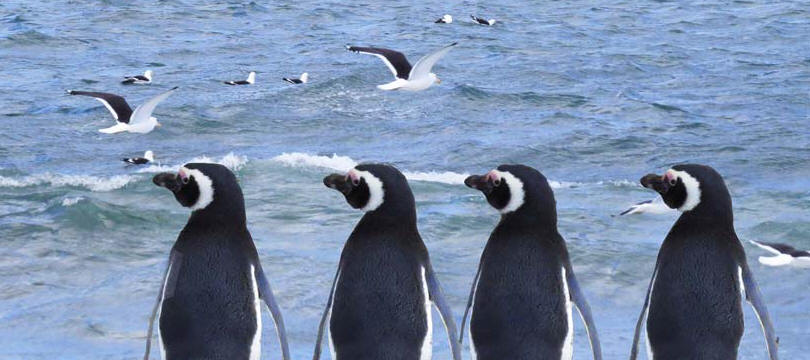 Vacation packages to Patagonia and see Penguins