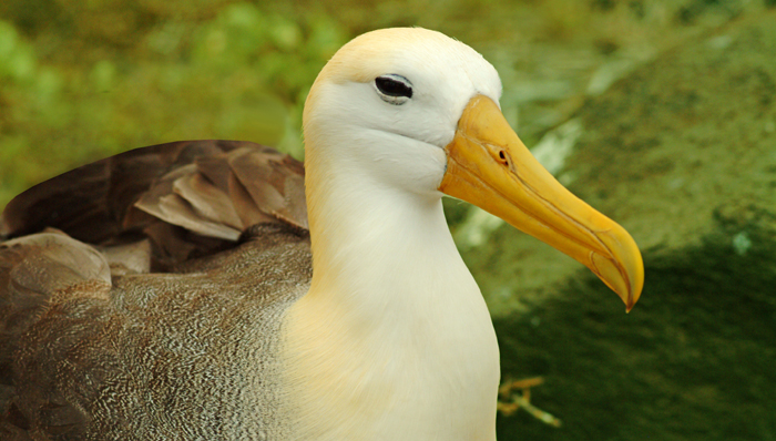 Galapagos vacation packages and tours