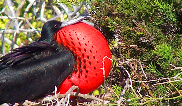 Ecuador, Galapagos vacation packages